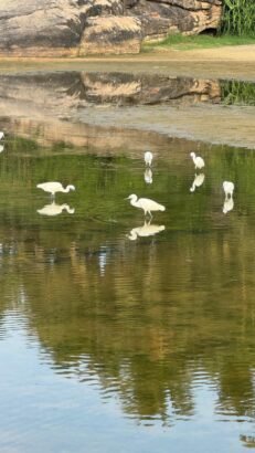 Destiny at Work: When Coincidence Finds a Purpose!