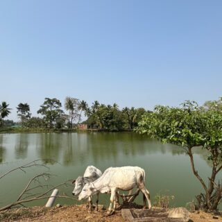 Baluchari: A Saree That Holds Six Yards of Memory!