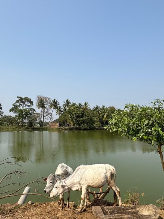 Destiny at Work: When Coincidence Finds a Purpose!